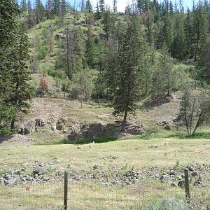 Bighorn Sheep Exhibit