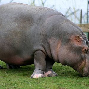 Hippopotamus; Whipsnade; 26th March 2011