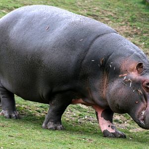 Hippopotamus; Whipsnade; 26th March 2011