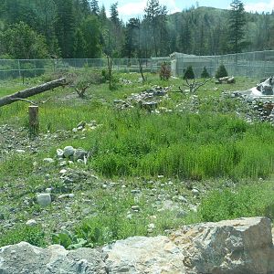 Black Bear Exhibit