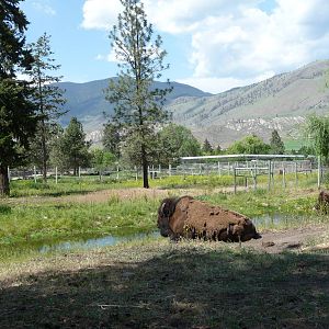 Bison Exhibit