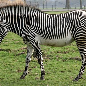 Grevy's zebra; Whipsnade; 26th March 2011