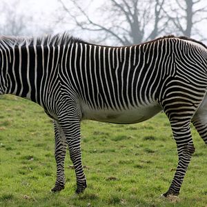 Grevy's zebra; Whipsnade; 26th March 2011