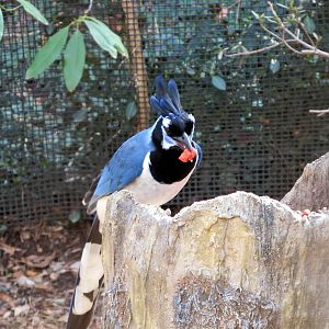 Black-throated Magpie-jay?