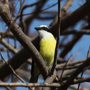 ID - wild south texas bird