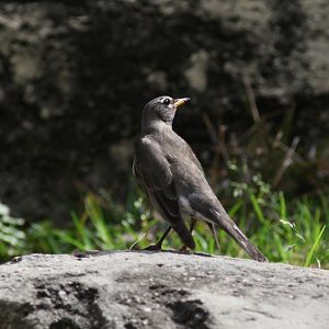 ID - wild south texas bird