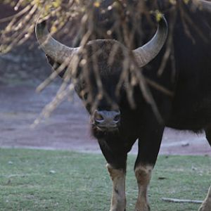 bull gaur