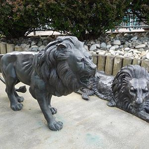 Lion Statues