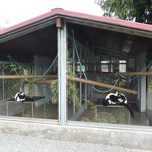Black + White Ruffed Lemur Exhibit