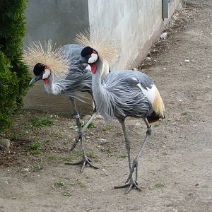 African Crowned Cranes
