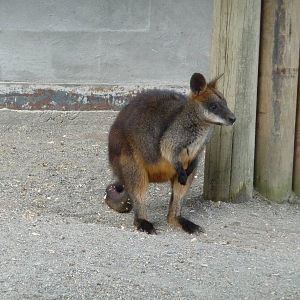 Swamp Wallaby