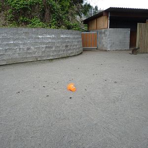 Swamp Wallaby Exhibit