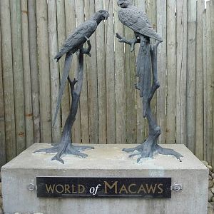 Macaw Statues