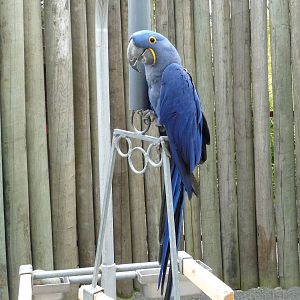 Hyacinth Macaw