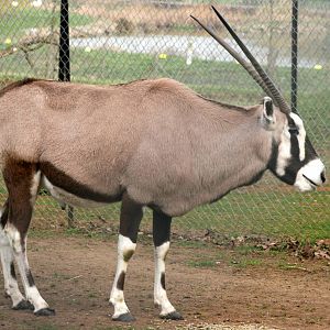 Gemsbok; Whipsnade; 26th March 2011