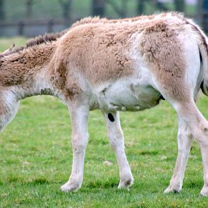 Onager; Whipsnade; 26th March 2011