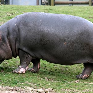 Hippopotamus; Whipsnade; 26th March 2011