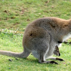 Bennett's wallaby with young in pouch; Whipsnade; 26th March 2011