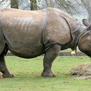Indian rhinoceros; Whipsnade; 26th March 2011