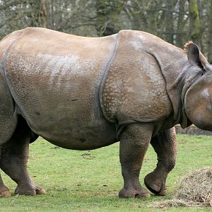 Indian rhinoceros; Whipsnade; 26th March 2011