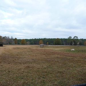 Somali Wild Ass Enclosure