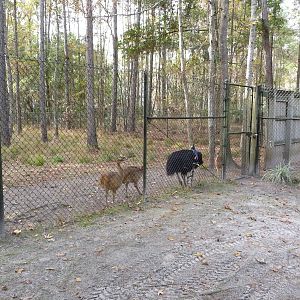 Cassowary Enclosure