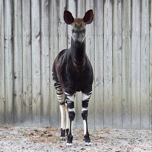Okapi