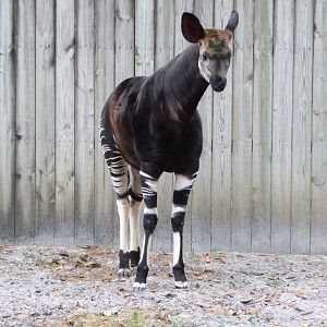 Okapi