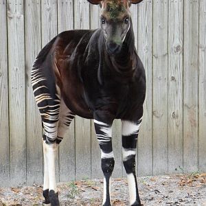 Okapi
