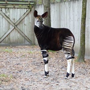 Okapi