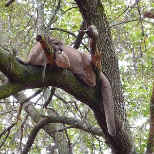 Cougar