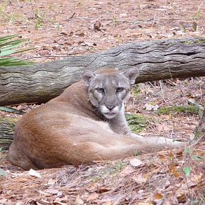 Florida Panther