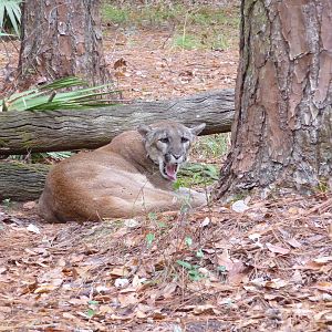 Florida Panther