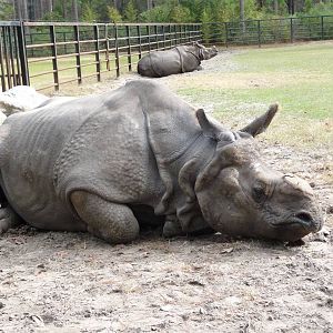 Indian Rhinos