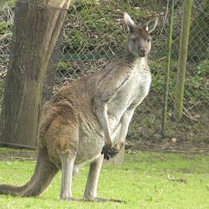 Western grey Kangaroo at Blackpool Zoo 26th March 2011