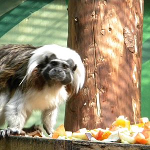 Cotton Top Tamarin at Blackpool Zoo 26th March 2011