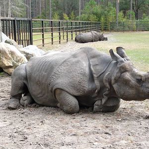 Indian Rhinos