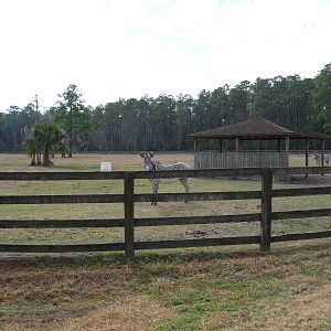 Grevy's Zebra Enclosure