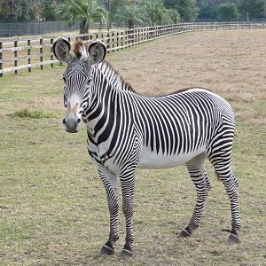 Grevy's Zebra