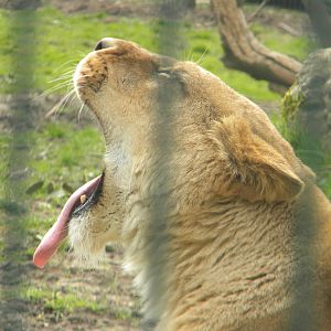 African Lionesses at Blackpool Zoo 26th March 2011