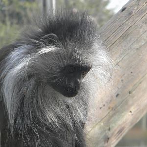 Young Western Black and White Colobus at Blackpool Zoo 26th March 2011