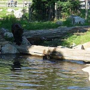 5-Acre Grizzly Bear Habitat
