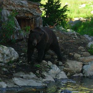 5-Acre Grizzly Bear Habitat