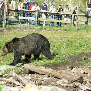 5-Acre Grizzly Bear Habitat