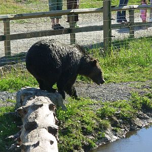 5-Acre Grizzly Bear Habitat