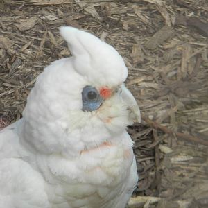 Slender billed Corella at Blackpool Zoo 26th March 2011