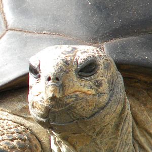 Tops Tuvy Tortoise at Blackpool Zoo 27th March 2011