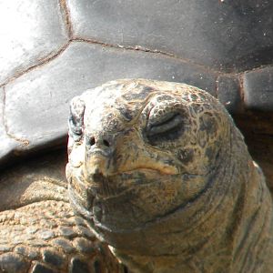 Tops Tuvy Tortoise at Blackpool Zoo 27th March 2011