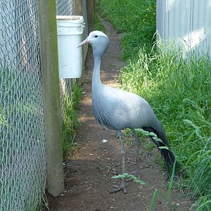 Blue Crane
