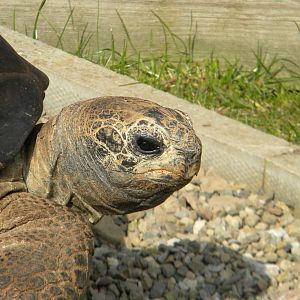 Tops Tuvy Tortoise at Blackpool Zoo 27th March 2011